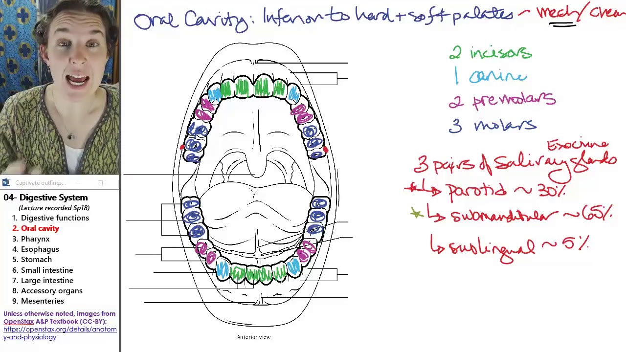 camera iphone 8 plus apk Oral cavity