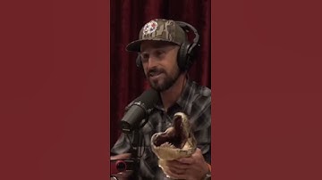 Surviving a Dangerous Encounter with a Florida Python in the Everglades