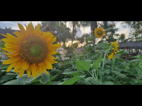 17-06-2021 ២​ នាទី​សម្រាប់​ស្មារតីយេីង៖ ឱ​ ព្រះ​បិតា​យេីងខ្ញុំ 2ms for my spiritual life: OUR FATHER