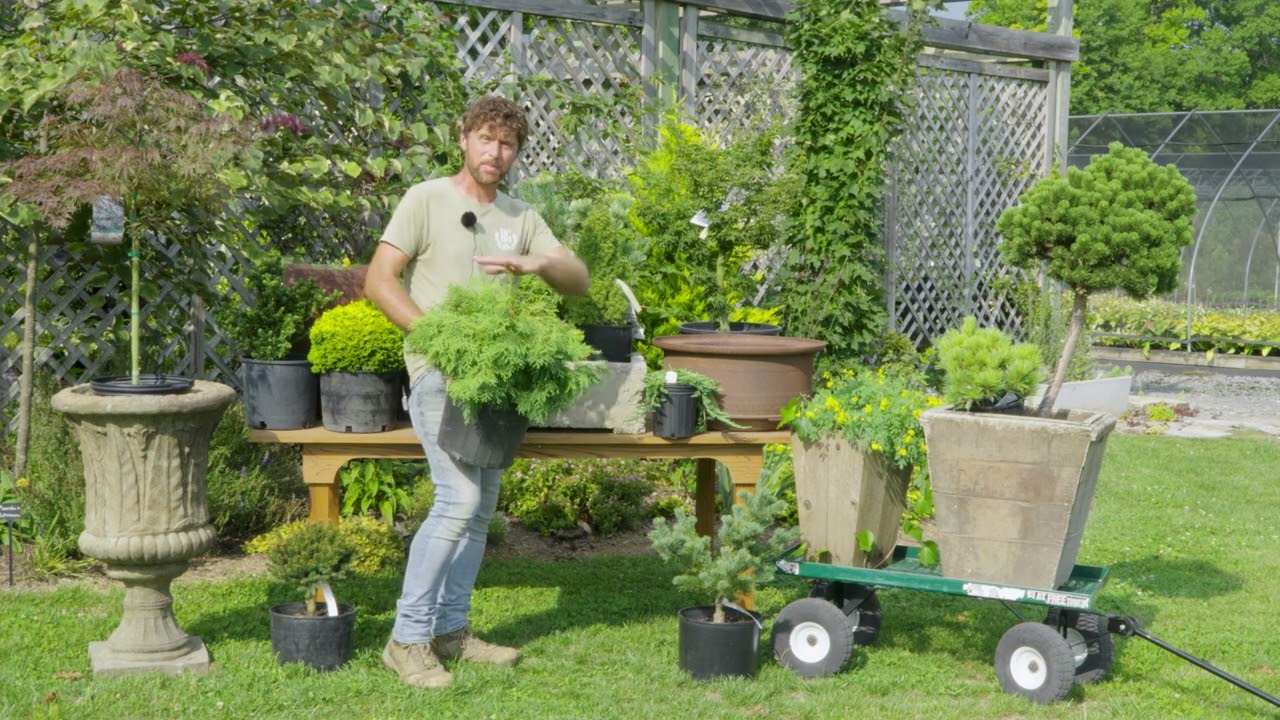 Creating Great Conifer Containers