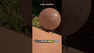 How Much Blood Until A Tick Explodes?