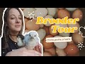 AFFORDABLE, easy, unique DIY brooder for chicks, poults, &amp; keets. You'll love this setup!