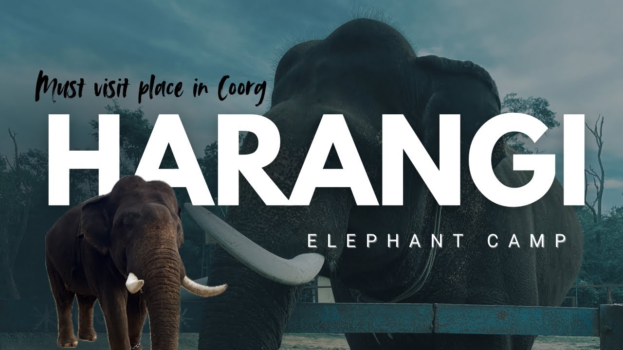 Elephant Paradise 🐘 | Harangi Elephant Camp and tree park