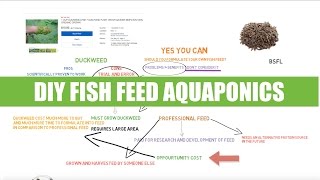 DIY fish feed - BSFL & Duckweed | Ask The aquaponics God