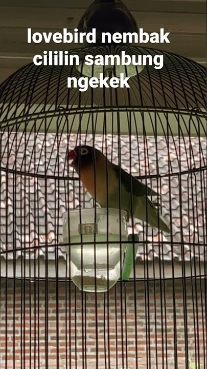 lovebird nembak cililin