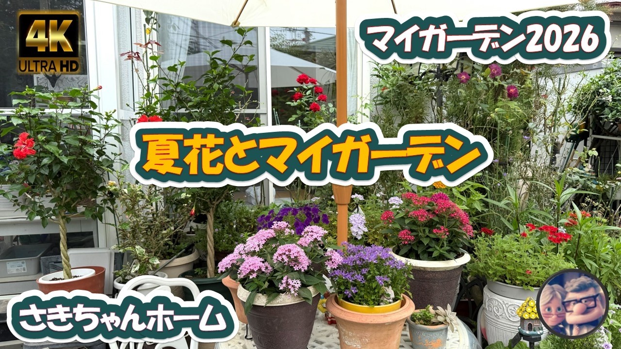 花散る日 4K】2026年7月14日 ‼️夏花の季節となりました。 #flowers #garden