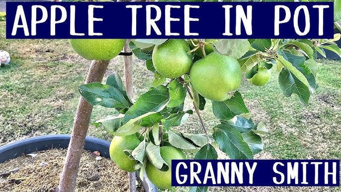 Golden Delicious apple tree: growing & harvesting - Plantura