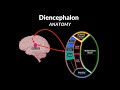 Diencephalon Anatomy (Thalamus, Epithalamus, Subthalamus, Metathalamus, Hypothalamus)
