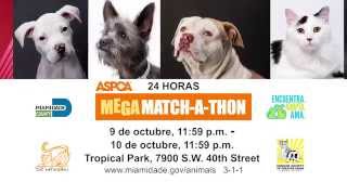 ASPCA Mega Match-A-Thon SPANISH