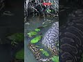 Biggest Anaconda Ever? See the Real Proof in 30s!