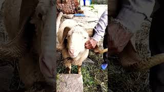 Giant Sheep 🐑 | Sheep Sound
