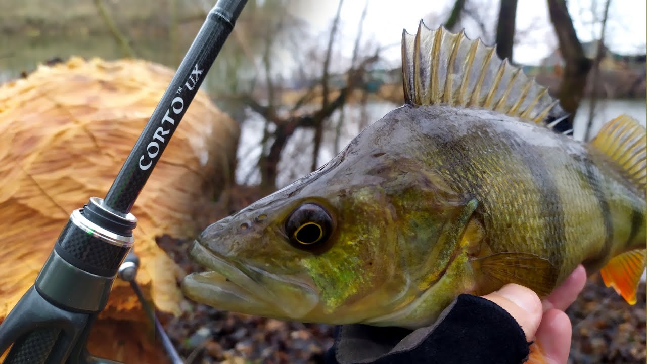 ✅Знайшов КРУПНИХ ОКУНІВ!🍉 Клювали на кожному закиді!😍 Перші враження від Graphiteleader Corto UX!🎣