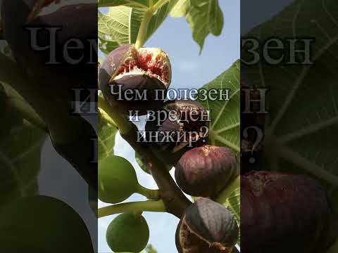 Чем полезен и