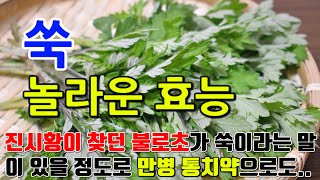 쑥의 놀라운 효능 9가지 & 부작용 / "자연 치유사, 쑥의 다양한 건강 이점"