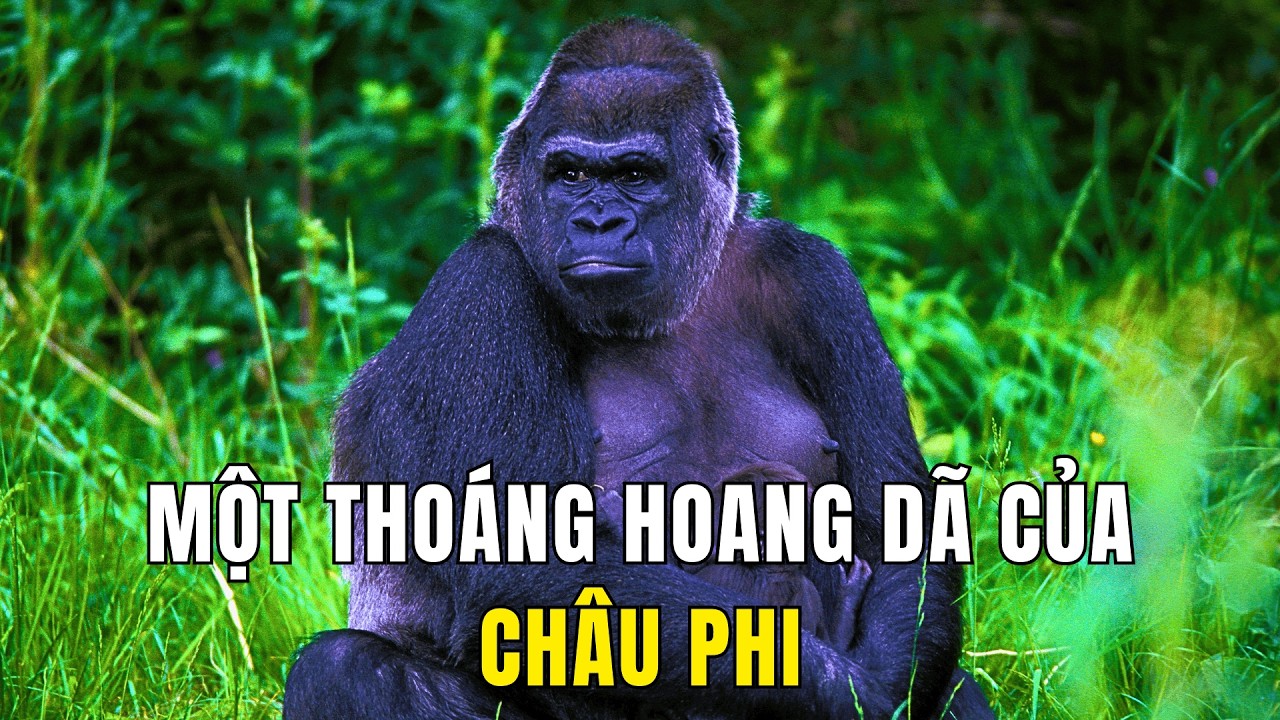 Congo - Nhịp Thở Hoang Dã Lục Địa Đen | Khám Phá Thế Giới Động Vật Hoang Dã