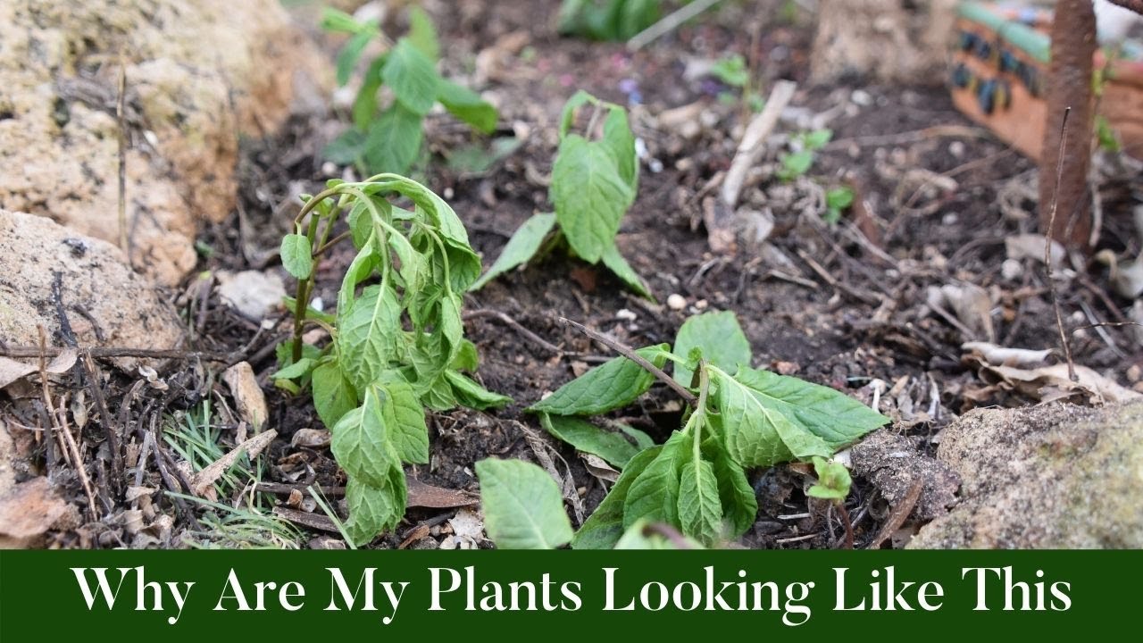 Why Are My Plants Looking Like This 🤷🏾‍♀️Why Are My Plants Drooping and