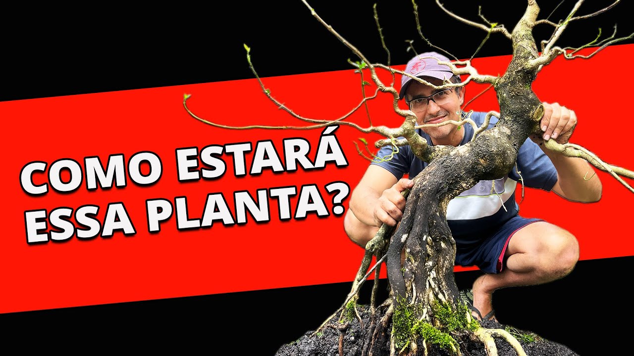Como estará esse Bonsai depois de Tanto Tempo???