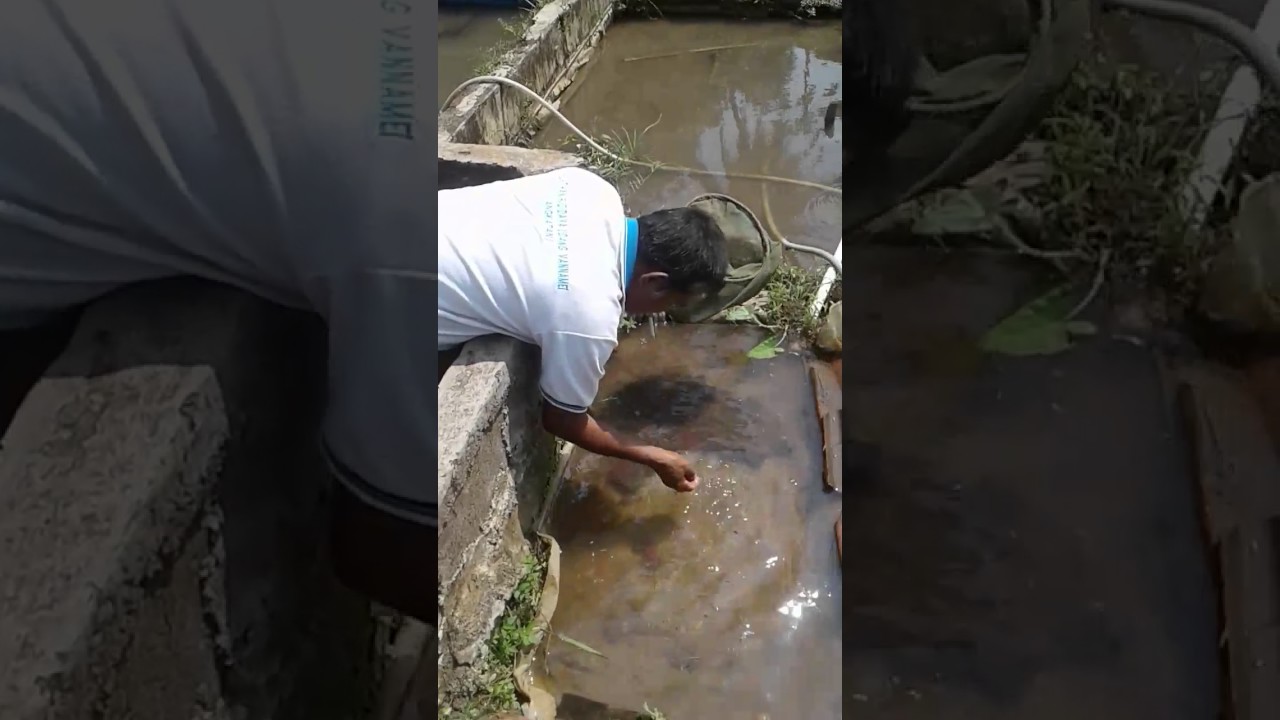 Budidaya cacing sutra 