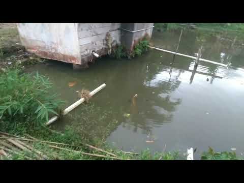 KALAU DI KAMPUNG PASTI ADA EMPANG SEPERTI INI KARENA TERMASUK CIRI KHAS 😁