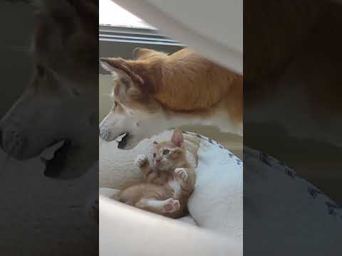 Cutest Basenji Jindo mix Gina playing with Manx kitten Neko