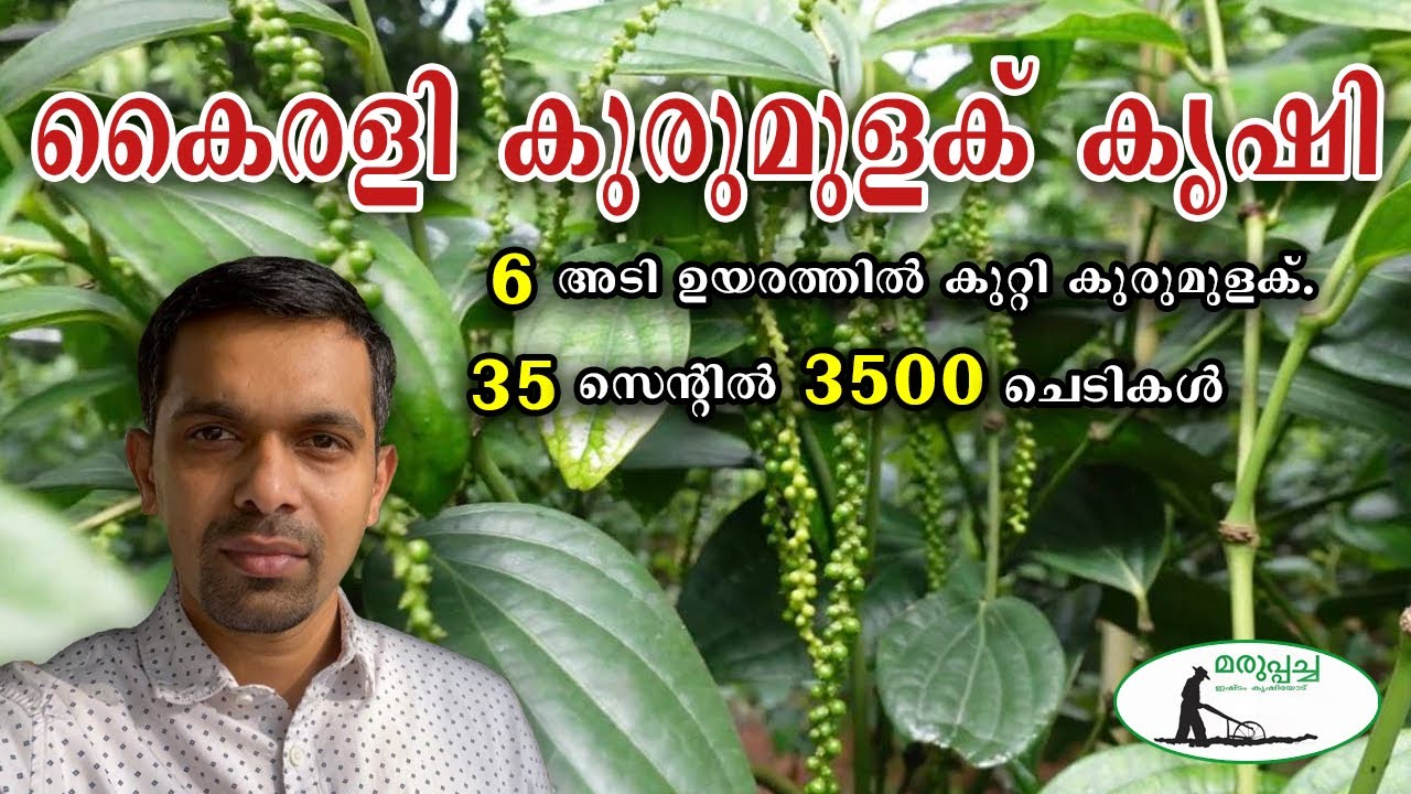 കൈരളി കുരുമുളക്/Kairali pepper Farming/Kutti kurumulaku Krishi/Grafted