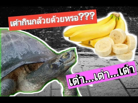 เต่า เต่า เต่า เต่า เต่ากินอะไรเป็นอาหาร เต่ากินกล้วยได้หรอ? ให้อาหารเต่ายักษ์