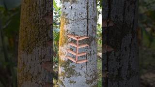 tree craft👀😱(Ep-280) #shorts #satisfying #nature #craft #asmr