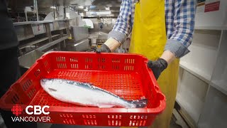 Marine biologists optimistic about return of sea creatures devastated in 2021 heat dome