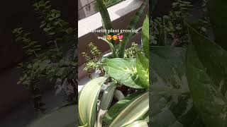My garden 🏡#trendingreels #fypシ゚viral #plants#agriculture #gardening #mindpeace #creations withfarah