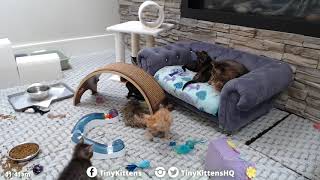 Colby gets a tackle bath - TinyKittens.com