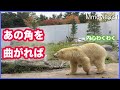 実は繊細？指先に見る【ホッキョクグマ】の熊手の使い方　デナリとリラ Polar Bears Life