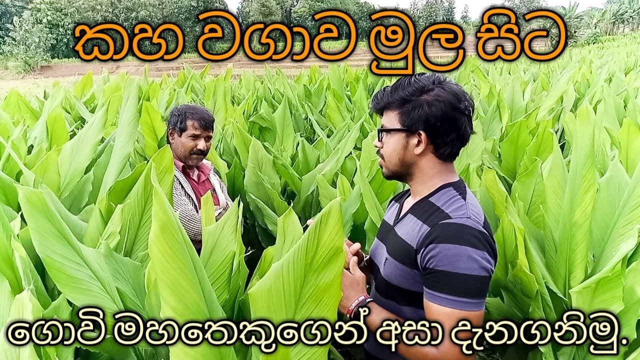 All details about turmeric cultivation | කහ වගාවට අවශ්‍ය සියළුම විස්තර දැනගමු. | Ceylon Agro - 2021
