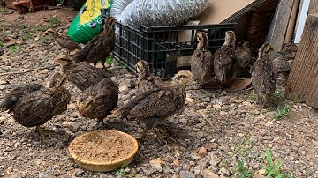 Me nyuam qaib qus loj me ntsi lawm