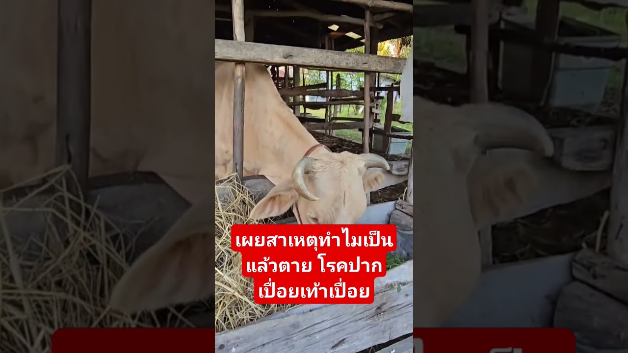 สาเหตุทําไมเป็นแล้วตาย วัวเป็นปากเปื่อยเท้าเปื่อย ดูแลรักษายังไง โรคปากเปื่อยข้าวเปื่อย 