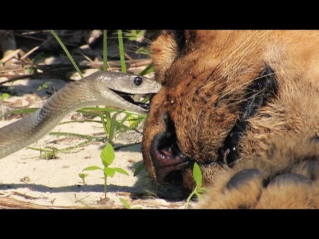 Black Mamba Bites Lion Stock Footage 01 class=