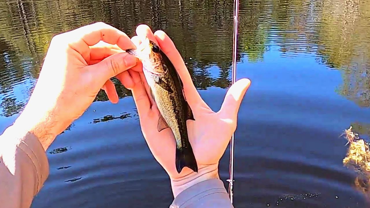 Catching small largemouth bass...on purpose! YouTube
