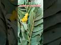 MahaSecretsproducts my Father  secrets#herbelgarden#nature #fungalinfectioncream#fungalinfectionoil