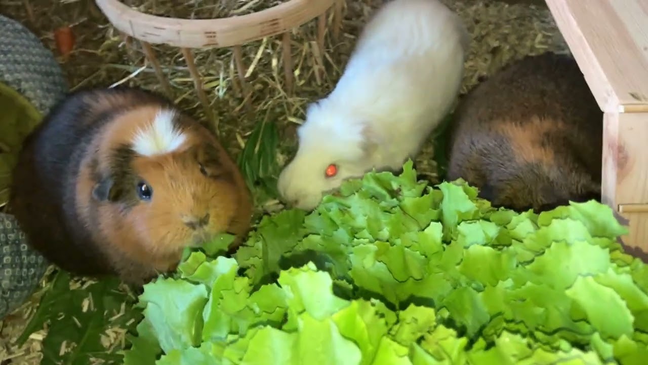 Guinea pigs eating their favorite lettuce 🥬 