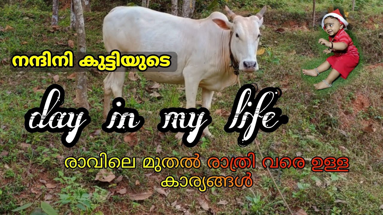നന്ദിനിയുടെ ഒരു ദിവസത്തെ കാര്യങ്ങൾ.  day in my life നന്ദിനി #dayinmylife