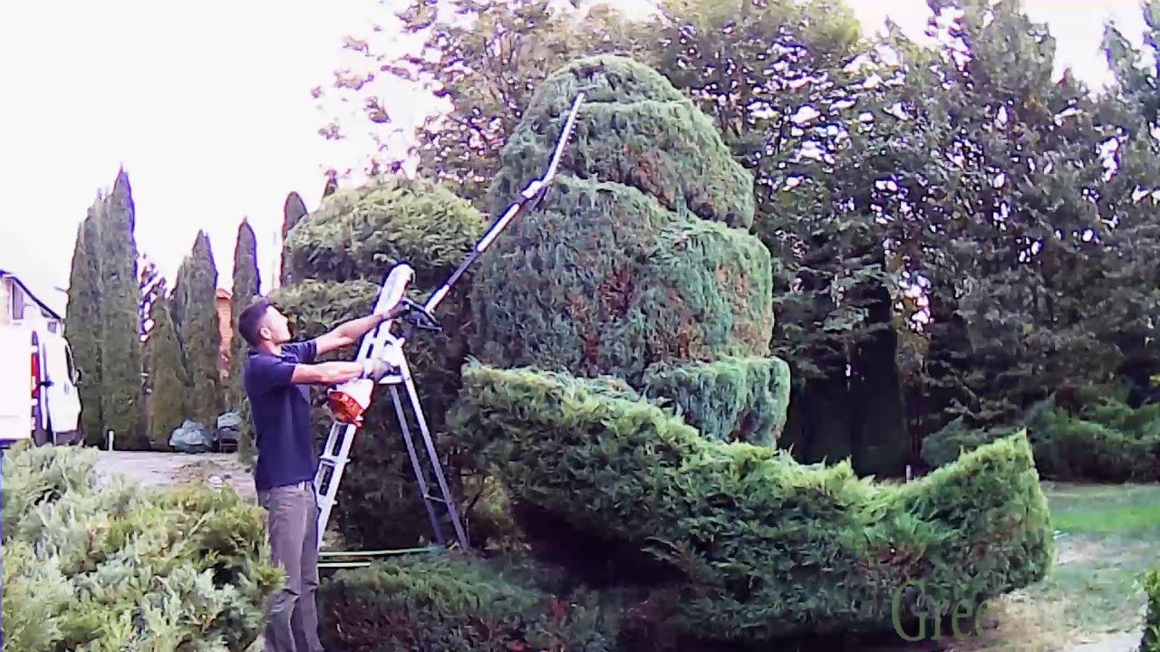 Juniper trimming/ Стрижка ялівця YouTube