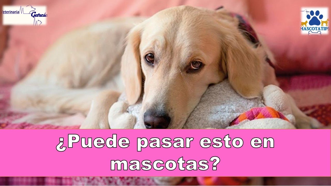 Cuánto Dura El Embarazo De Una Perra 8 Pasos