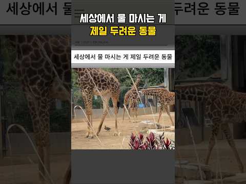 세상에서 물 마시는 게 제일 두려운 동물 thumbnail