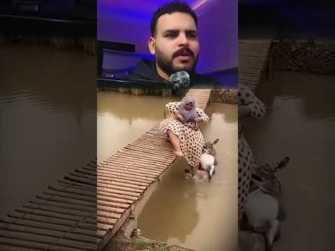 ازاي الست دي تركب حم ار ضحك ادوميكس كوميديا   ردة فعل