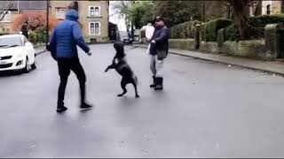 Andante Bandog Puppy In The Uk Also Known As Slovakian Mastiff