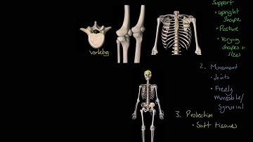 CCEA GCSE PE - Functions of the Skeleton