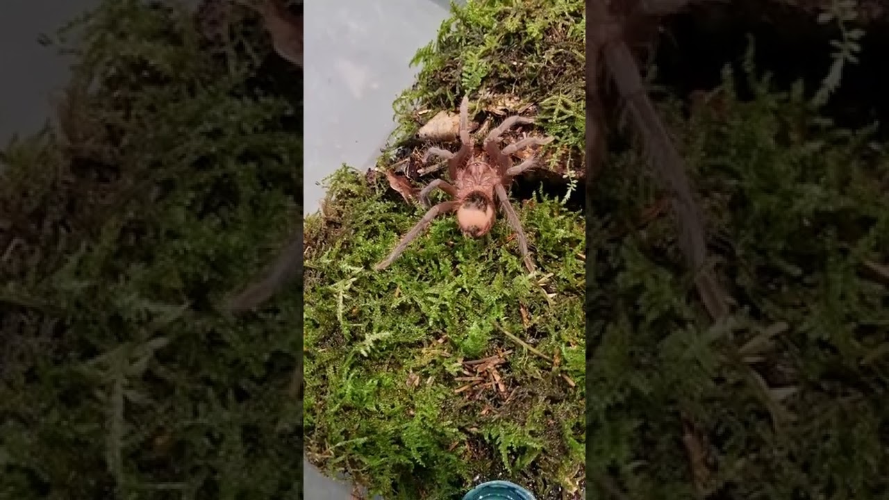 Xenesthis Immanis first feeding in new home