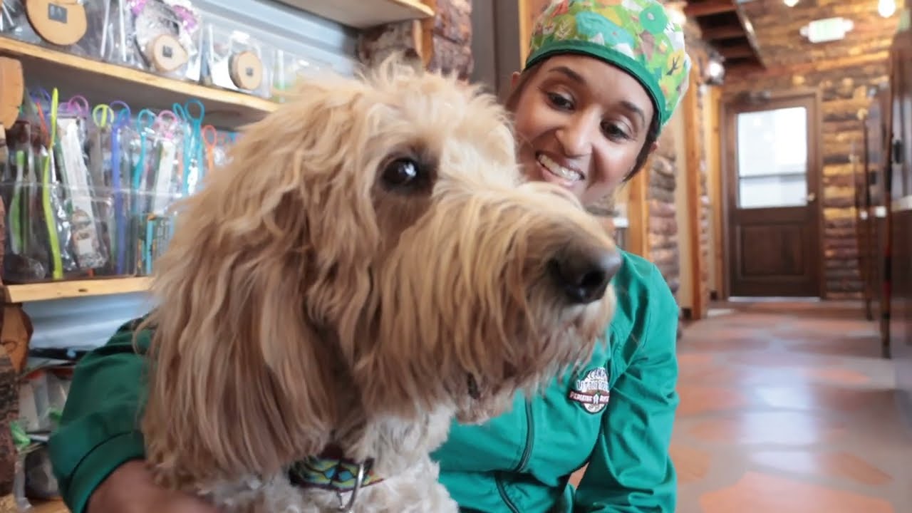 Green Business Spotlight: Camp Little Tooth Pediatric Dentistry