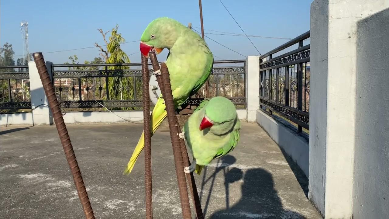 Parrot Talking Video Alexandrine Male and Female Parrot Cute angry