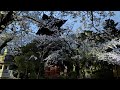 To Stanford/コトリンゴ&坂本龍一