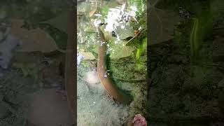 Giant eel #fishing